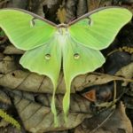Mariposa-luna: a mais bonita das mariposas, alvo da cobiça dos homens