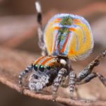 Austrália anuncia 7 novas espécies de Aranhas Pavão