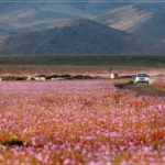 Deserto Florido, a floração no deserto do Atacama