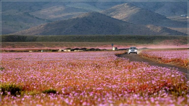 Deserto Florido, a floração no deserto do Atacama