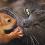 🖤 Gata adota quatro esquilos órfãos, e as fotos são puro amor 🧡