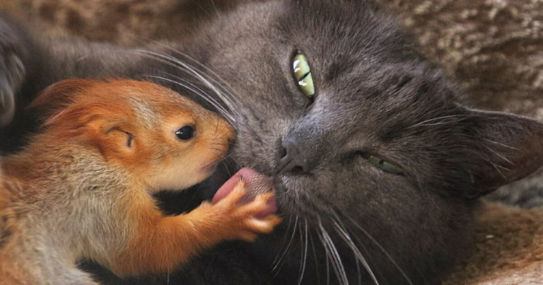 🖤 Gata adota quatro esquilos órfãos, e as fotos são puro amor 🧡