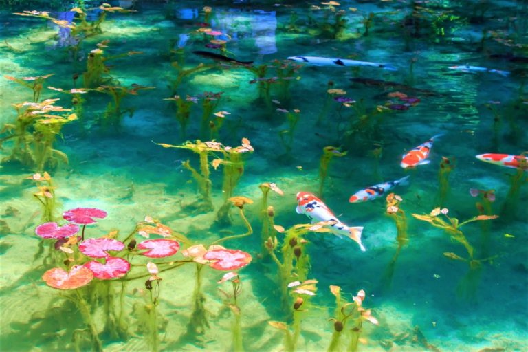 Lago de Monet, a onde a arte ganha vida