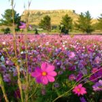 Agricultores voltam ao método antigo: combater pragas plantando flores silvestres em vez de usar produtos químicos