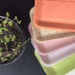 Coroas de abacaxi se tornam pratos e talheres que podem ser plantadas após o uso