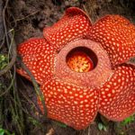 Esta planta “cadáver” encontrada na Indonésia é a maior flor do mundo