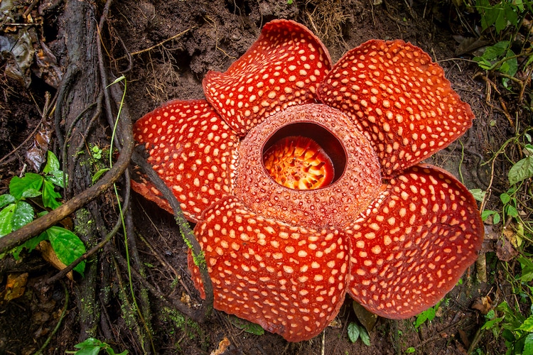 Esta planta “cadáver” encontrada na Indonésia é a maior flor do mundo