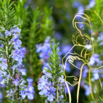 História do alecrim: uso mágico, lenda, folclore e usos medicinais