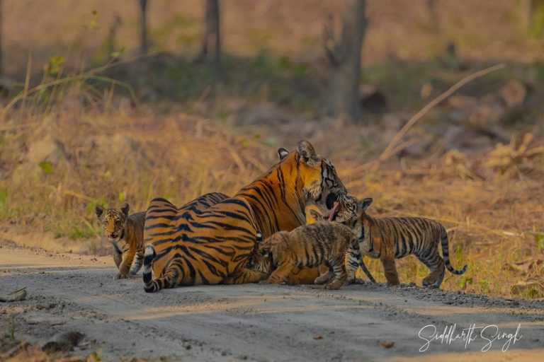 Esta foto fofa de uma tigresa com seus cinco filhotes é uma vitória para os conservacionistas