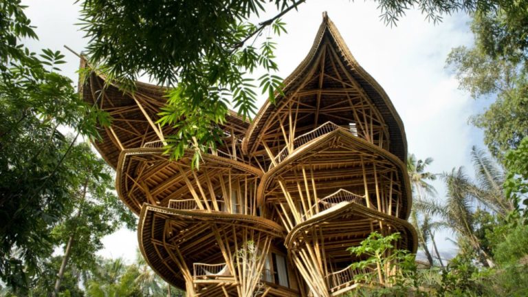 Bambu: matéria-prima sustentável do futuro