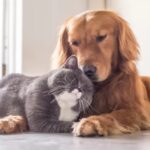 Feira apresenta novidades para pets e seus humanos