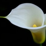 Copo de leite, planta tóxica utilizada para decoração
