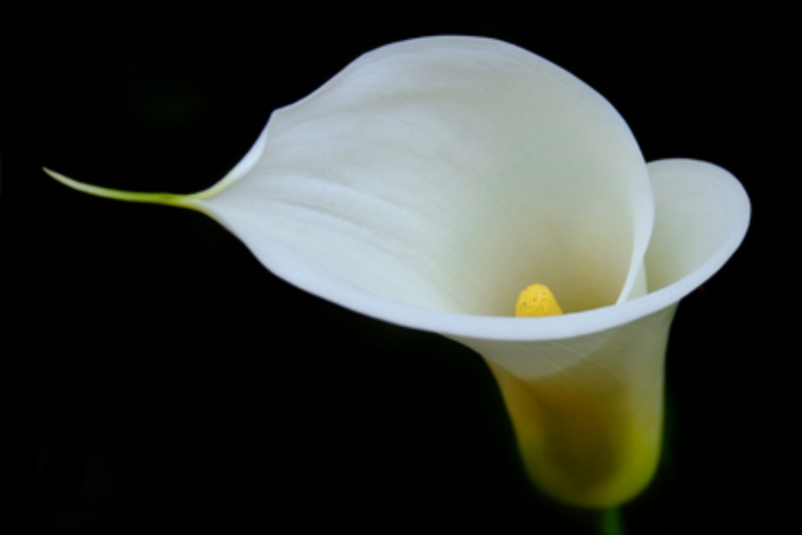 Copo de leite, planta tóxica utilizada para decoração