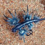 Dragão Azul, a beleza perigosa