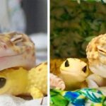 Lagartixa ganha novo amigo e não consegue conter a felicidade