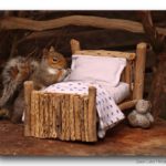 Cyril explorando a casa miniatura que ganhou de um amigo humano