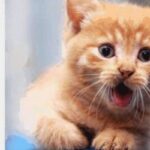 Empresa americana cria Vinho para Gatos