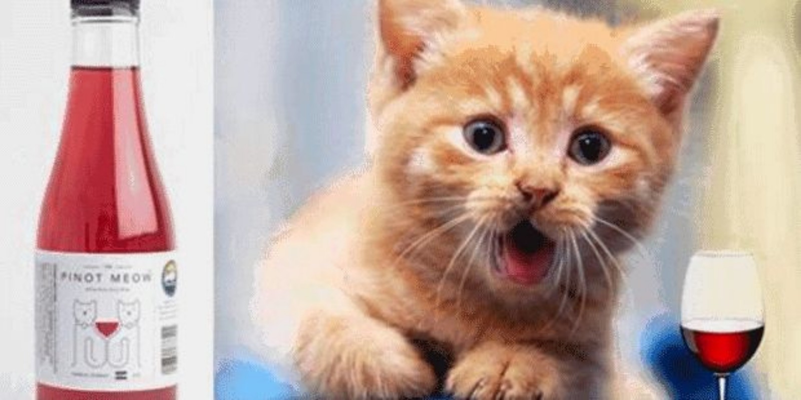 Empresa americana cria Vinho para Gatos