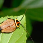 Tipos surpreendentes de baratas que você precisa conhecer