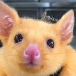 Vet Clinic resgata um raro gambá dourado