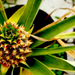 Planta do Abacaxi vira sensação como solução natural contra o ronco