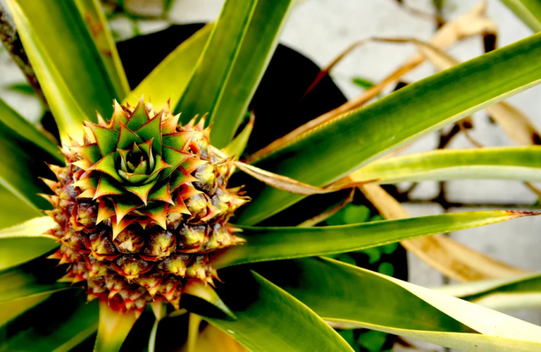 Planta do Abacaxi vira sensação como solução natural contra o ronco