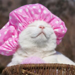 Shiro, o gato tranquilo