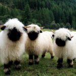 Valais Blacknose a raça que ultrapassa a fofura