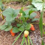 AgroAtóxico: alunas de 15 anos criam composto orgânico capaz de substituir agrotóxicos