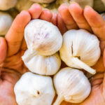 5 razões para usar o alho na Ginecologia Natural