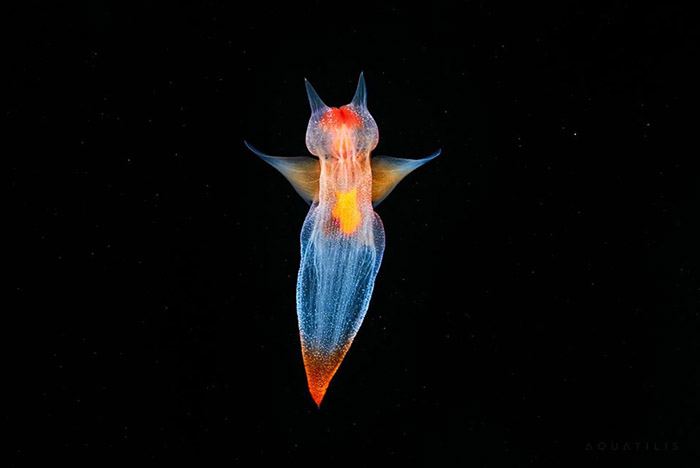Biólogo captura fotos incríveis dos anjos-do-mar; confira!