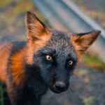 Uma exótica ”raposa de fogo” é fotografada desfrutando de sua liberdade no Canadá