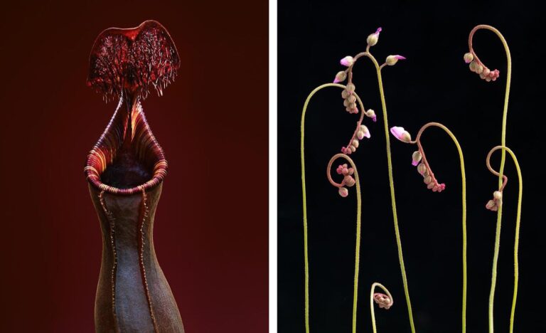 Essas fotografias espetaculares capturam a beleza incomum das plantas carnívoras