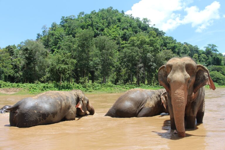 1476 elefantes são devolvidos à natureza após fechamento de atrações turísticas, na Tailândia