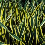 Espada de São Jorge: Afasta inveja e energias indesejáveis; atrai sorte e proteção