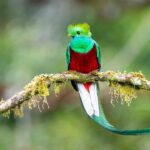 Quetzal, o belo pássaro americano com penas deslumbrantes