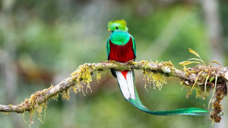 Quetzal, o belo pássaro americano com penas deslumbrantes
