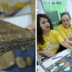 Madeira sustentável feita com casca de mandioca é resistente até contra o fogo