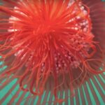 Vídeo hipnótico da vida 14.750 pés debaixo d’água o deixará sem fôlego