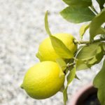 Aprenda a plantar limão na caneca para um ambiente perfumado e livre de insetos
