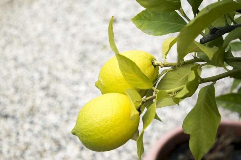 Aprenda a plantar limão na caneca para um ambiente perfumado e livre de insetos