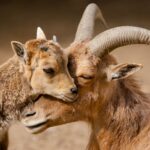 Fotografias que mostram o vínculo amoroso entre mães e seus filhotes