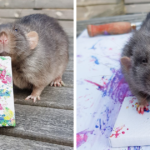 Ratos talentosos criam pinturas em miniatura que são tão populares que esgotaram
