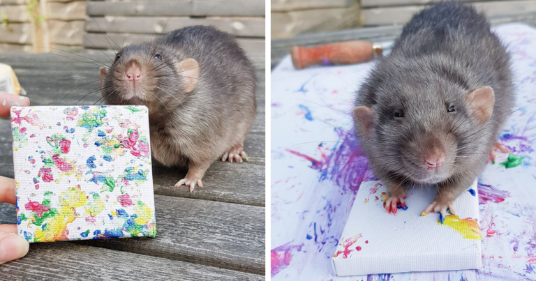 Ratos talentosos criam pinturas em miniatura que são tão populares que esgotaram