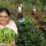 No Tocantins, mulheres quilombolas se destacam com produção agrícola sustentável