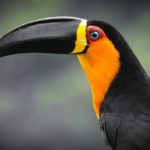 Costa Rica é o primeiro país do mundo a fechar zoológicos