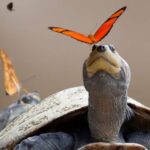 Você sabia que as borboletas bebem as lágrimas das tartarugas?