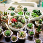 10 plantas que melhoram a qualidade do ar de sua casa