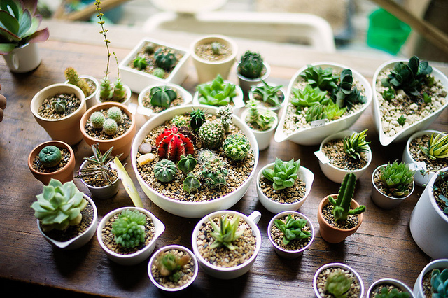 10 plantas que melhoram a qualidade do ar de sua casa