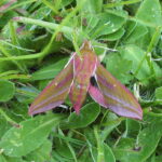 Mariposa Elefante
